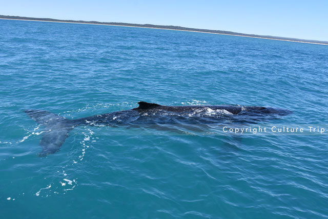 Baleine à bosse