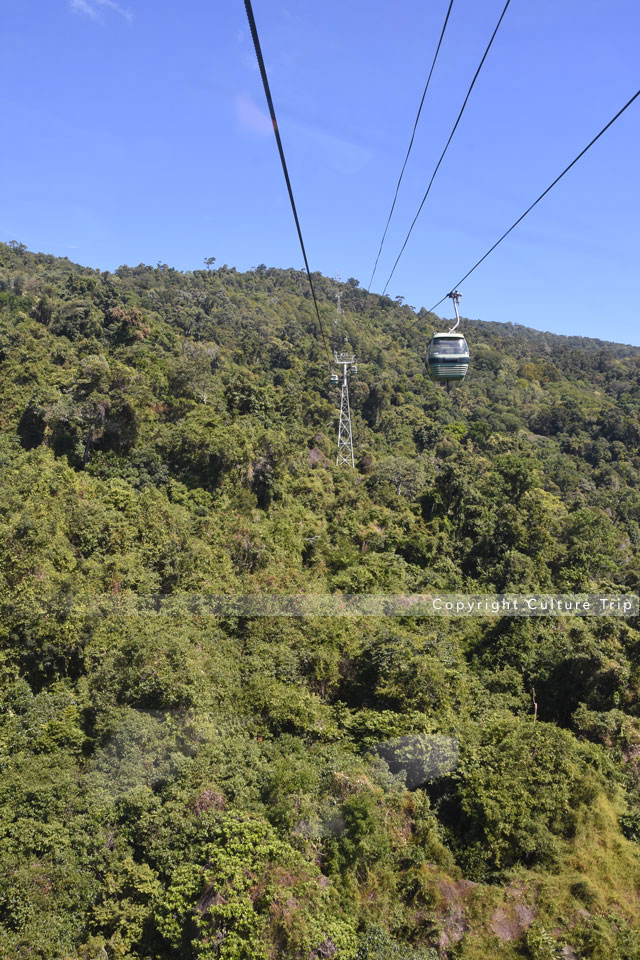 Forêt tropicale