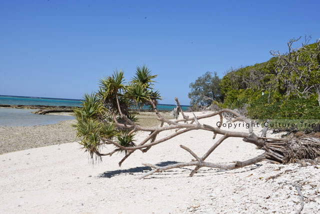 Lady Musgrave Island