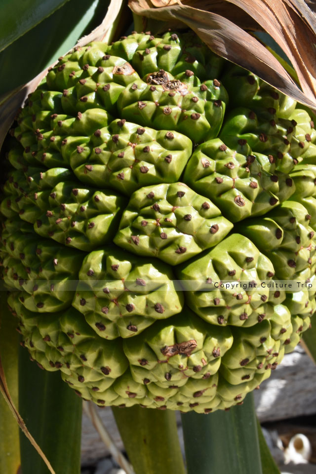 Fruit du Pandanus