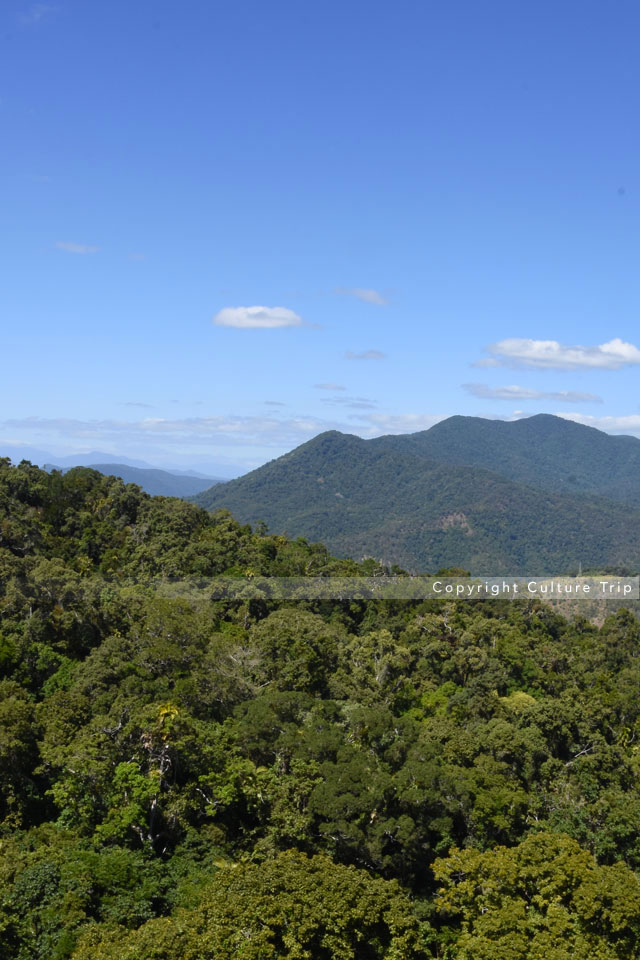 Forêt tropicale