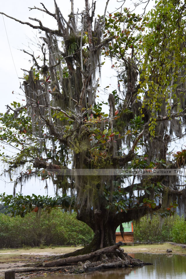 Un arbre est envahi de plantes épiphytes