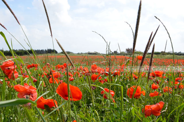 Champ de coquelicots