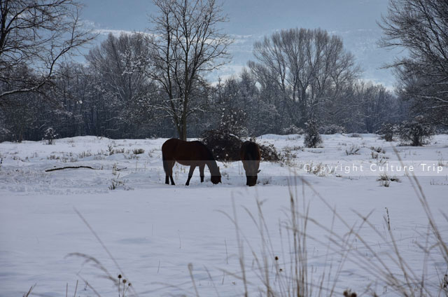 Chevaux dans un champ enneigé