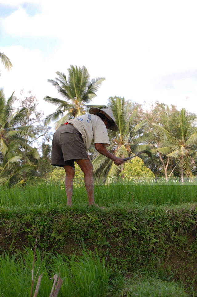 Un Balinais au travail dans un champ de riz