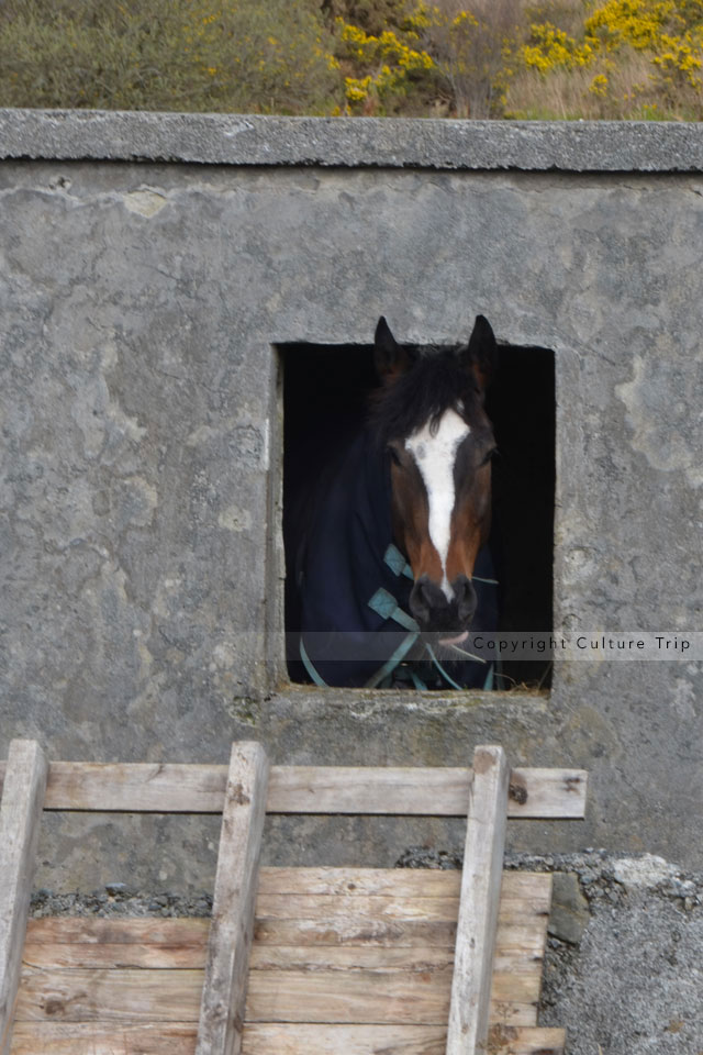 Poney du Connemara