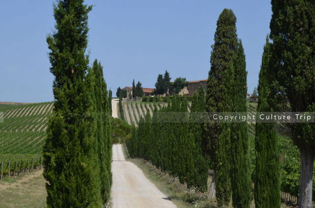 Allée de cyprès