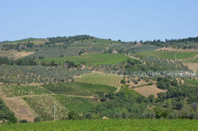 Champs de vignes dans la vallée du Chianti