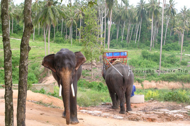 Balade à dos d'éléphant