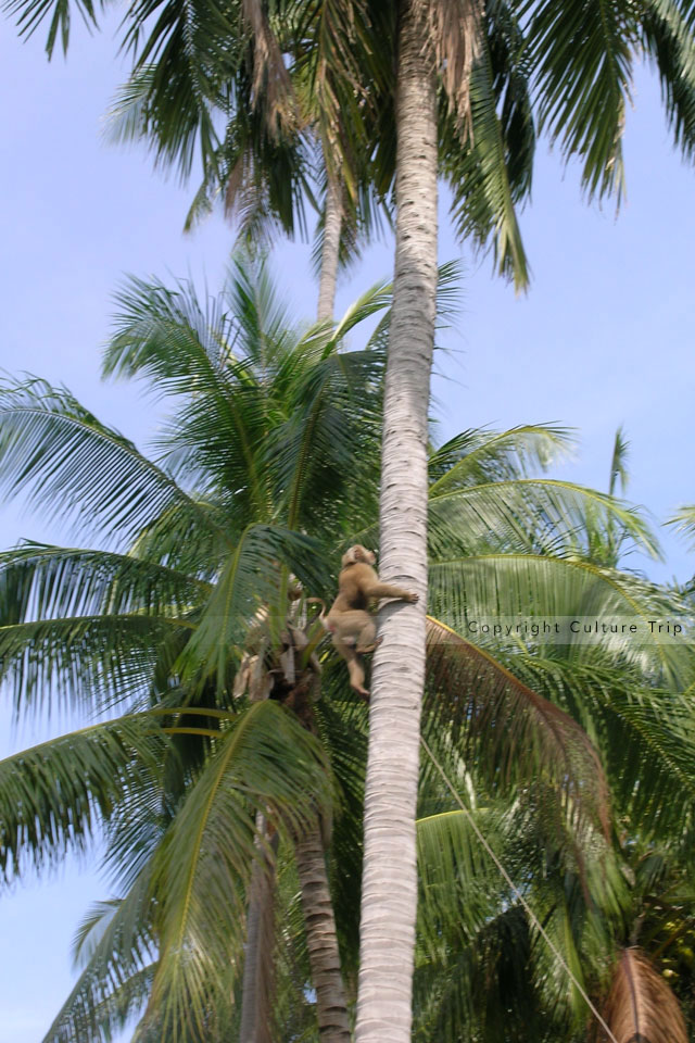 Cueillette de noix de coco par un singe
